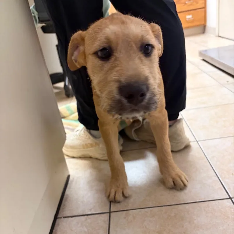 A baby small-sized female Yellow / Tan / Blond / Fawn Schnauzer dog named Liv for adoption in Pekin, IL