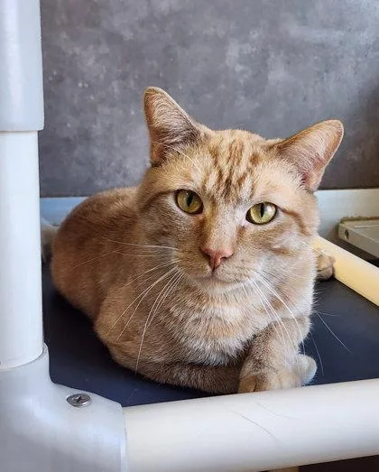 An adult medium-sized male Orange / Red Domestic Short Hair cat named Peabody for adoption in Oskaloosa, IA