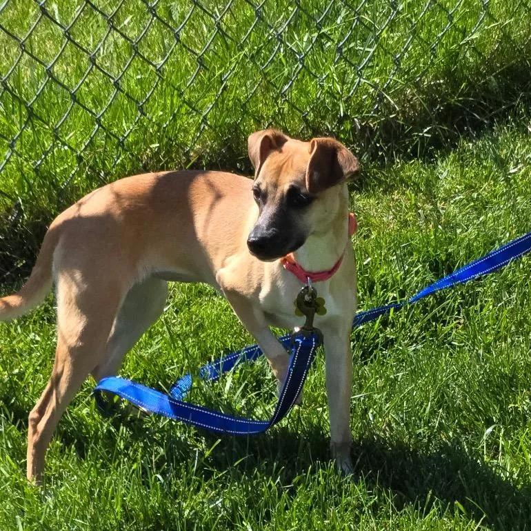 A young small-sized female Yellow / Tan / Blond / Fawn Chihuahua dog named Holly for adoption in Saint John, IN
