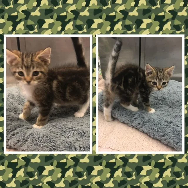 A baby small-sized male Tabby (Gray / Blue / Silver) Domestic Short Hair cat named Cersei for adoption in Buckhannon, WV