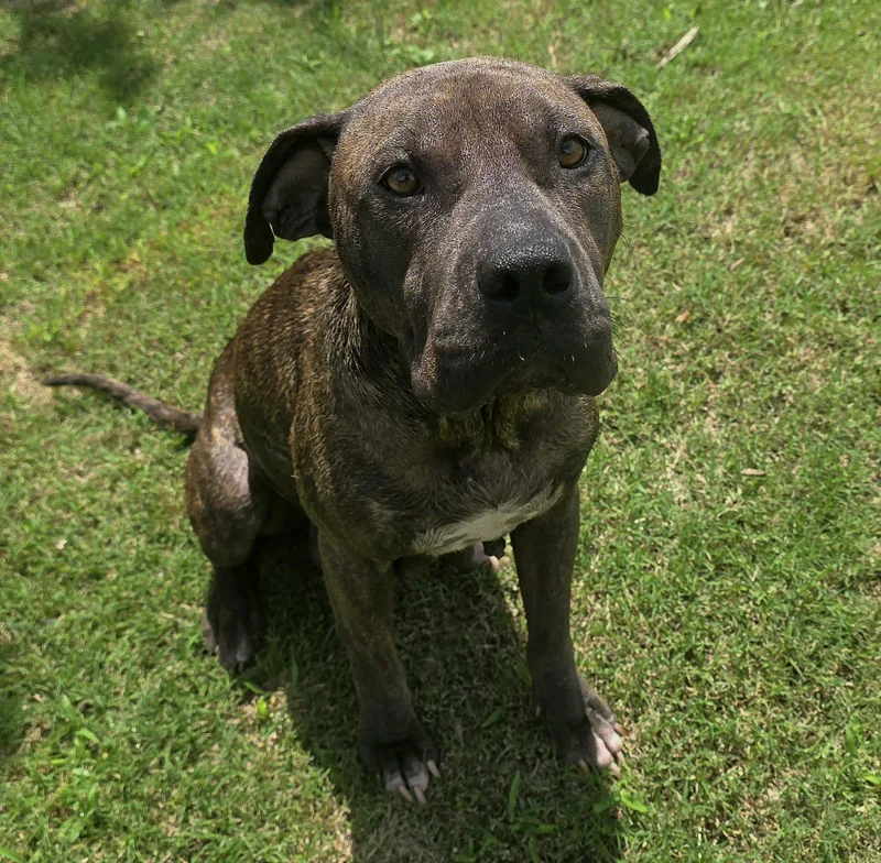 An adult medium-sized female Brindle American Staffordshire Terrier dog named Maisy for adoption in Houston, TX