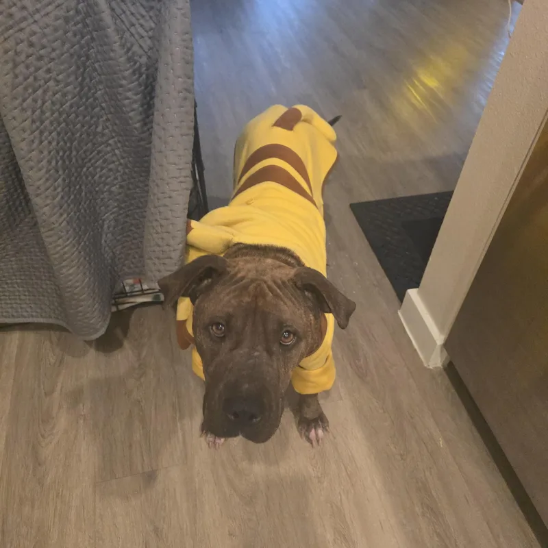 Maisy thumbnail 4