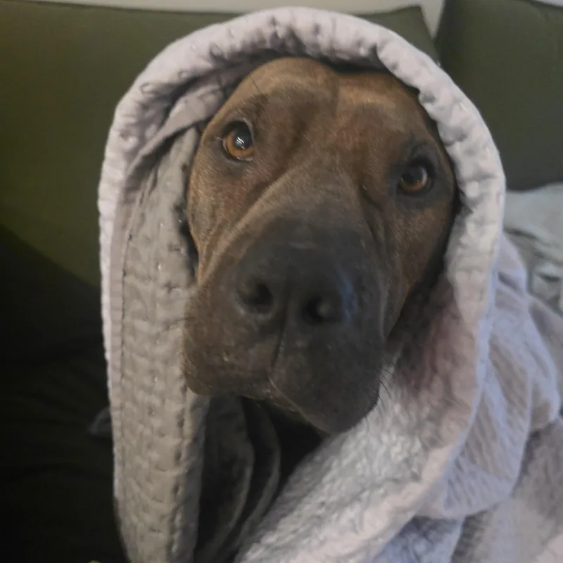 Maisy thumbnail 5