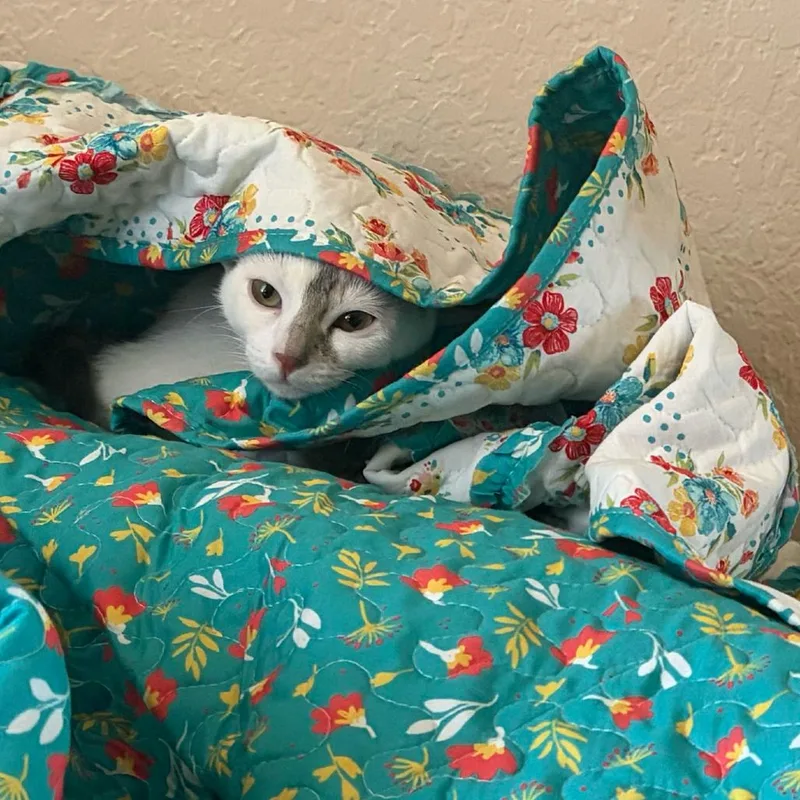 A baby small-sized female White Domestic Short Hair cat named Cow for adoption in Escondido, CA