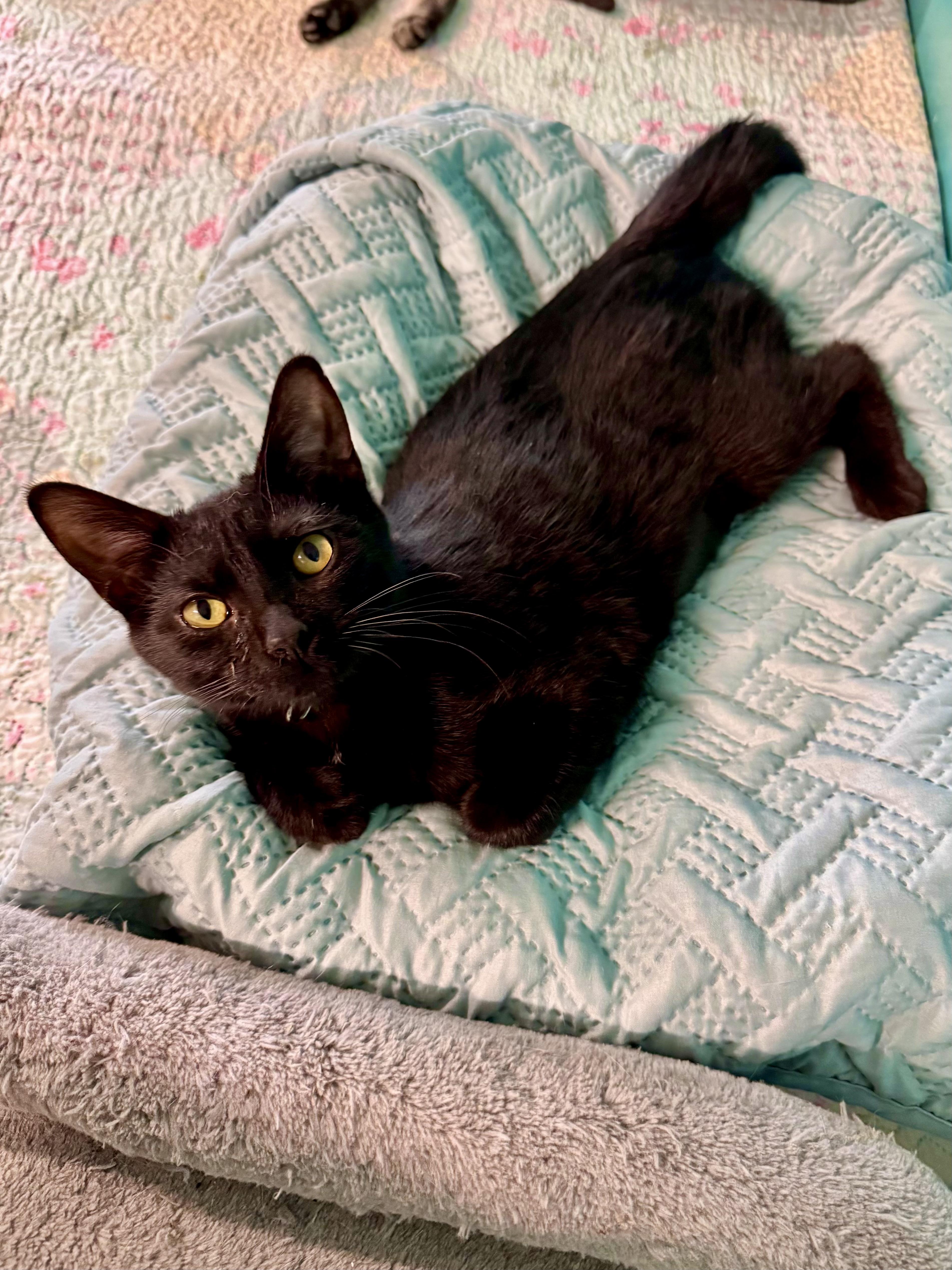 A baby medium-sized female Black Domestic Short Hair cat named Posey for adoption in Scottsburg, IN