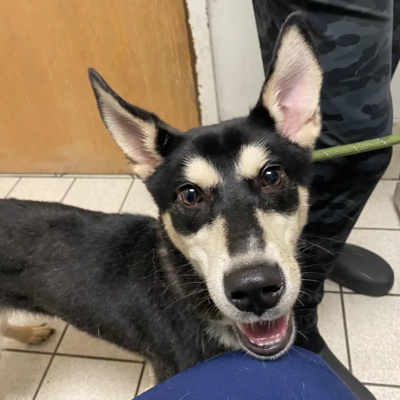 An adult small-sized female Black Mixed Breed dog named Kali for adoption in Charleston, WV