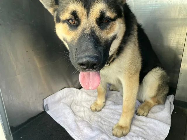 A young large-sized male German Shepherd Dog dog named Tom Tomato for adoption in Tustin, CA
