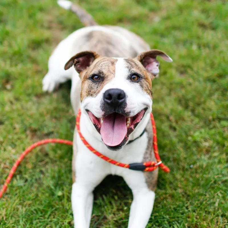 An adult medium-sized male White / Cream Mixed Breed dog named Daffy for adoption in Dover, NH
