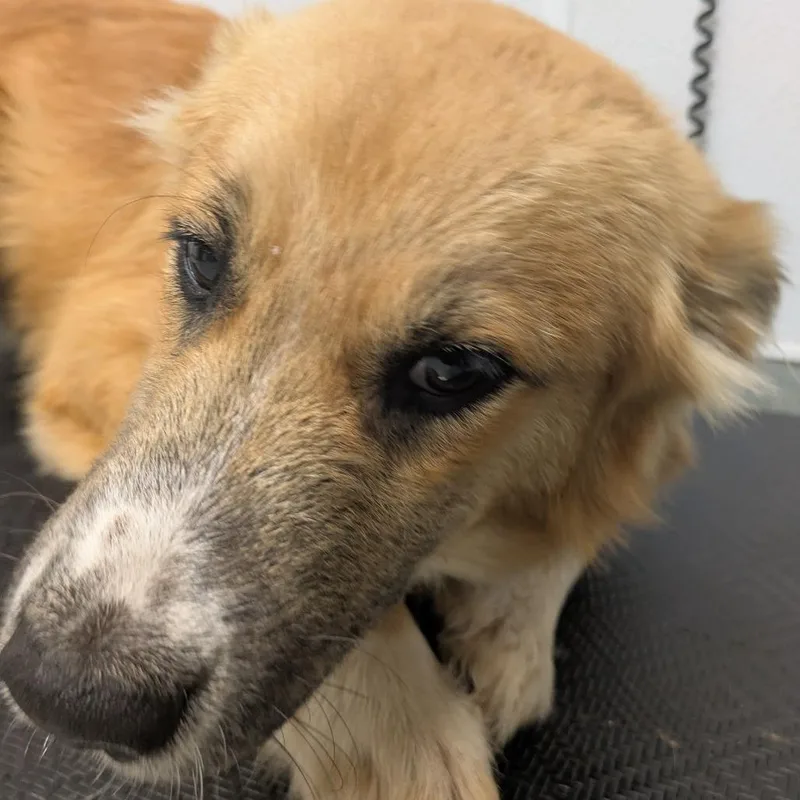 A young medium-sized male Brown / Chocolate Shepherd dog named Hermes for adoption in Abilene, TX