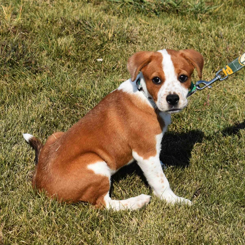 A baby medium-sized female Red / Chestnut / Orange Mixed Breed dog named Lucy for adoption in Searcy, AR