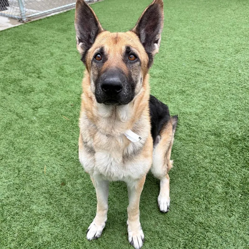 An adult large-sized female Brown / Chocolate German Shepherd Dog dog named Nala for adoption in Matteson, IL
