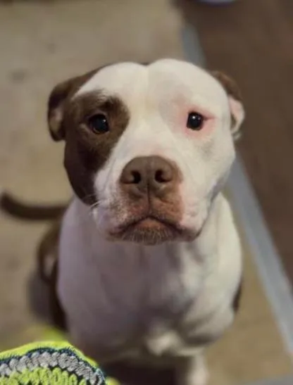 An adult large-sized male Brown / Chocolate Pit Bull Terrier dog named Milo for adoption in Kansas City, MO