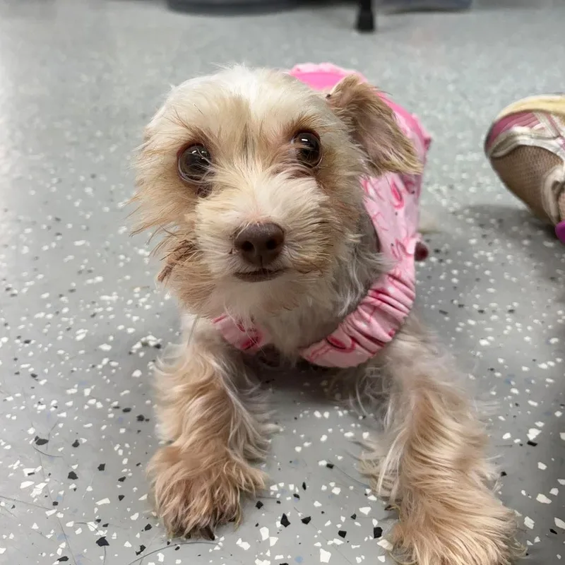 A baby small-sized female Apricot / Beige Yorkshire Terrier dog named Mouse for adoption in Bardstown, KY