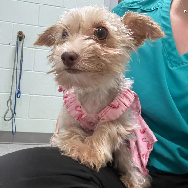 Mouse thumbnail 5