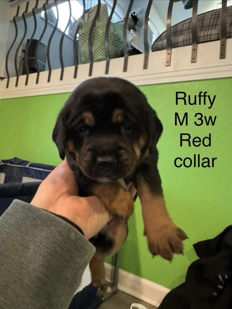 Ruffy thumbnail 2