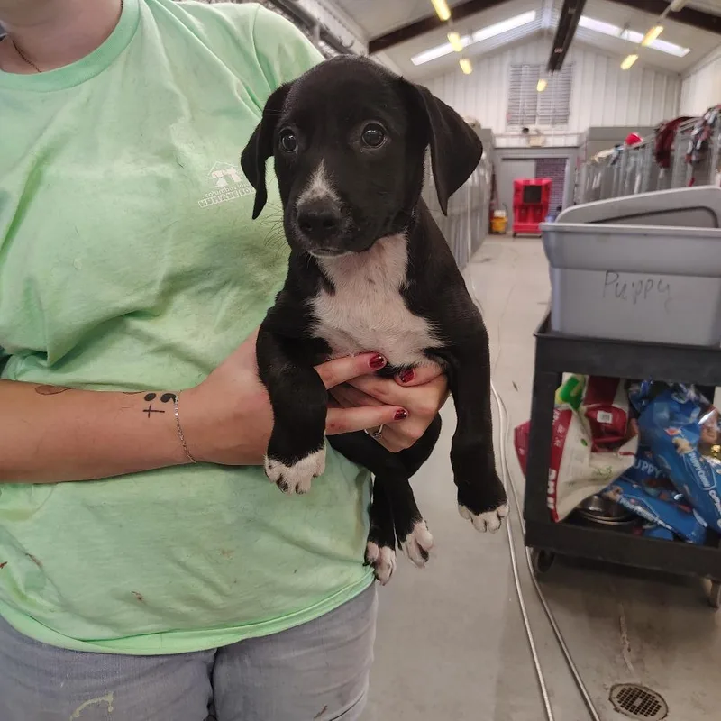 A baby small-sized male Black Boxer dog named Conrad for adoption in Novelty, OH