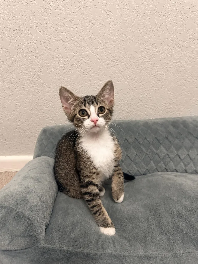A baby medium-sized female Domestic Short Hair cat named Maybelle for adoption in Frisco, TX