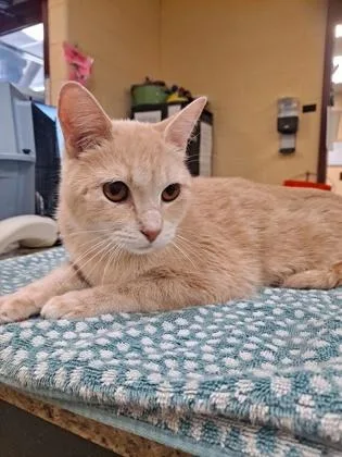 An adult small-sized female Domestic Short Hair cat named Buttercup for adoption in Independence, MO