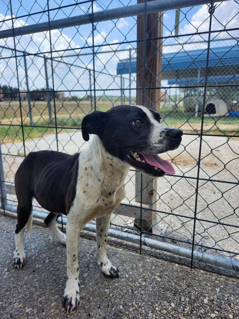 An adult small-sized male Pit Bull Terrier dog named Spoc for adoption in Brownwood, TX