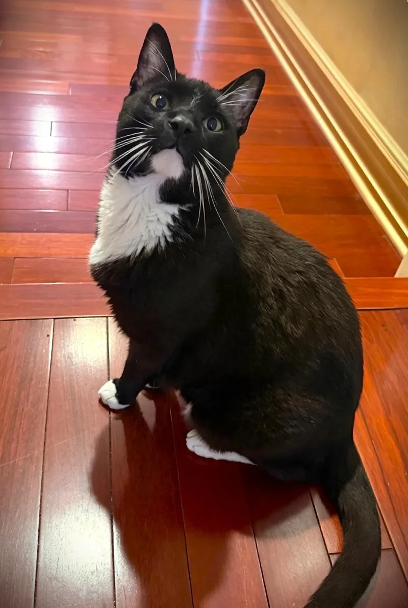 A senior large-sized male Black & White / Tuxedo Domestic Short Hair cat named Willie for adoption in Brooklyn, NY