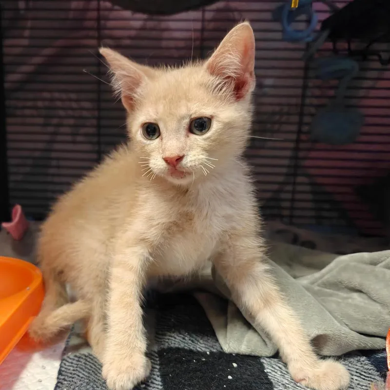 A baby small-sized male Buff / Tan / Fawn Domestic Short Hair cat named Topper for adoption in New Orleans, LA
