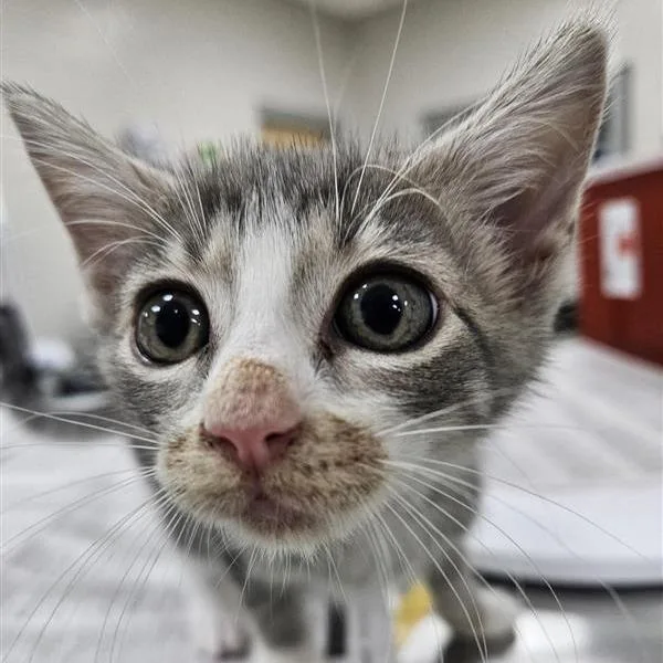 A baby small-sized female Domestic Short Hair cat named Snap for adoption in Jacksonville, FL