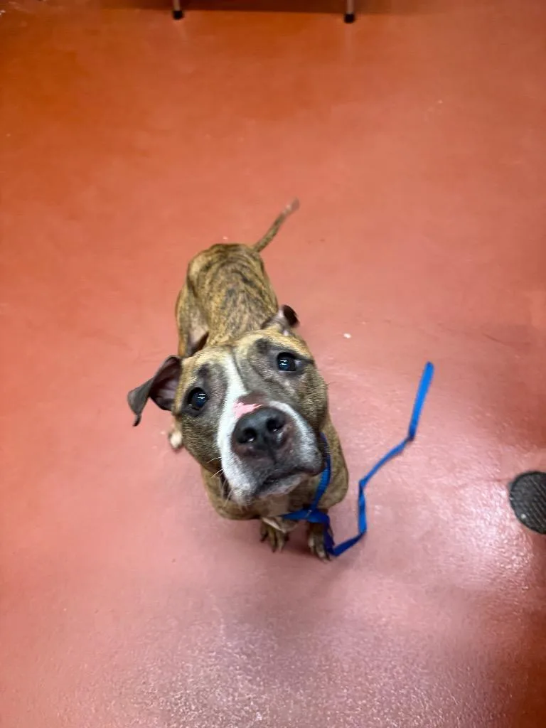 An adult medium-sized female Mixed Breed dog named Dora for adoption in Douglasville, GA