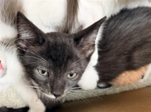 A baby small-sized male Domestic Short Hair cat named Cookie for adoption in Chatsworth, CA