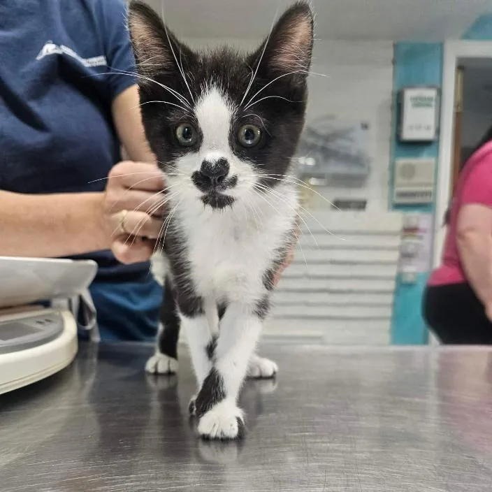 A baby small-sized male Black Domestic Short Hair cat named Wario for adoption in Rocky Mount, VA