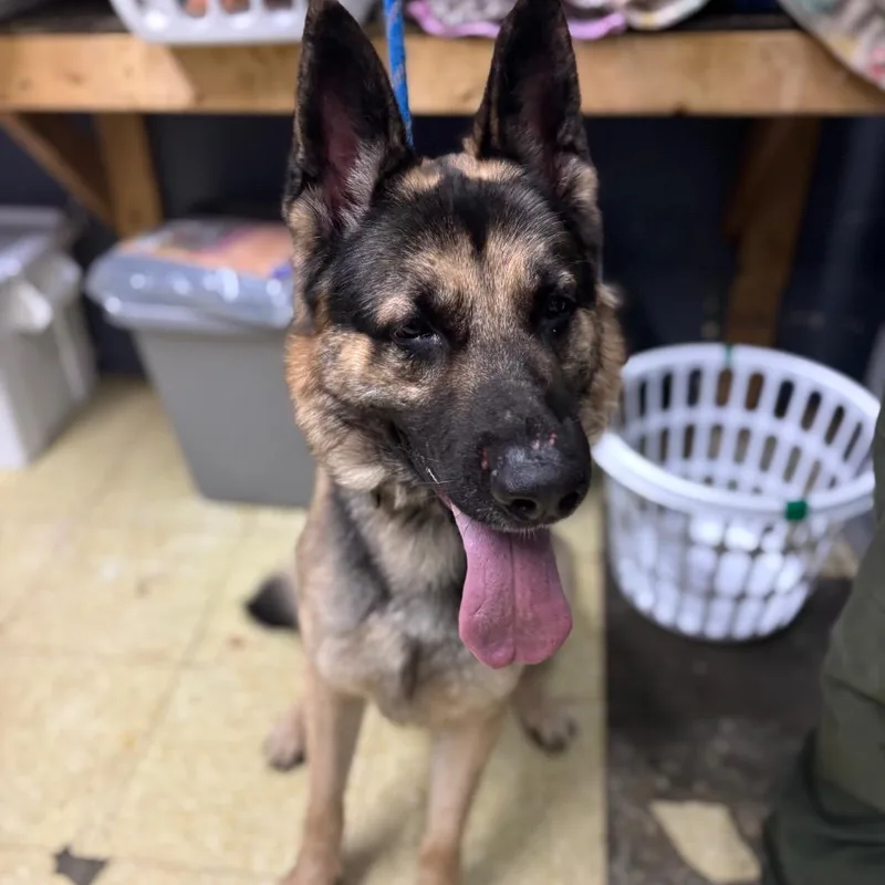 An adult large-sized male Black German Shepherd Dog dog named Otto for adoption in Henderson, KY