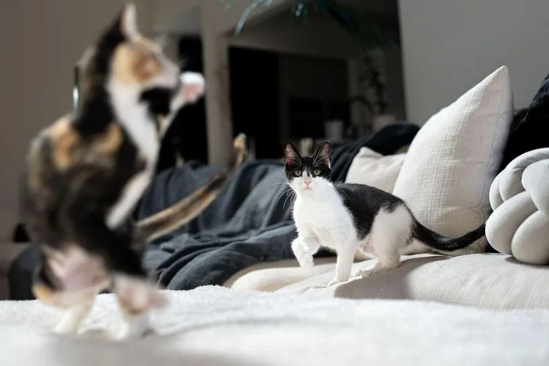 A baby small-sized female Black & White / Tuxedo Domestic Short Hair cat named Hiccup for adoption in Dallas, TX