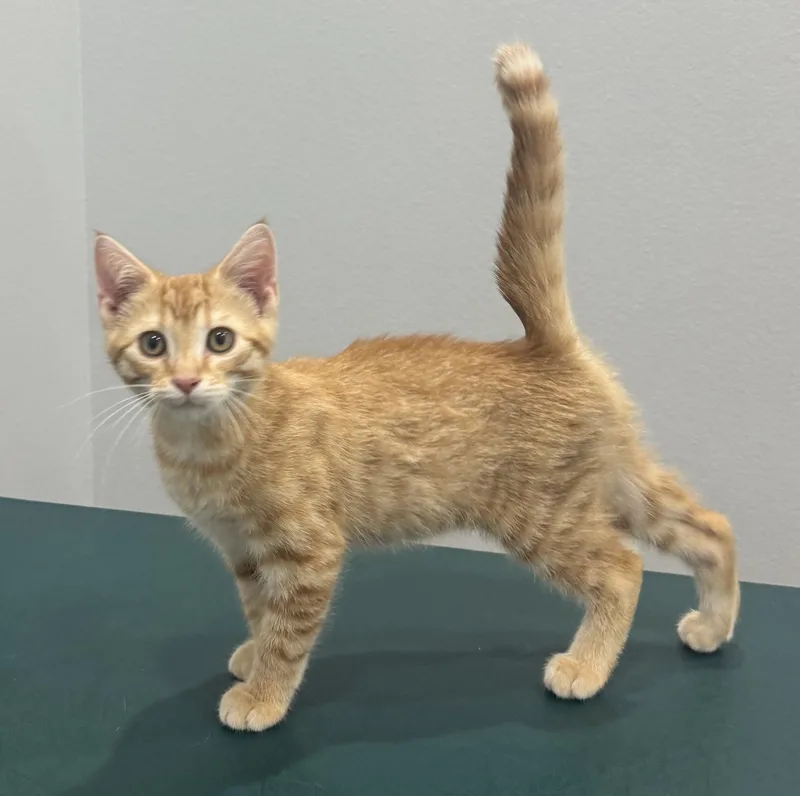 A baby medium-sized male Orange / Red Domestic Short Hair cat named Cyrus for adoption in Pella, IA