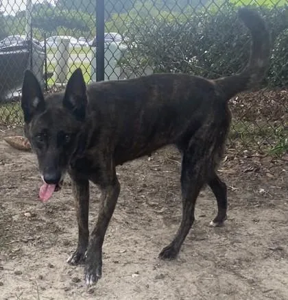 An adult large-sized female Dutch Shepherd dog named Katie for adoption in Conway, SC