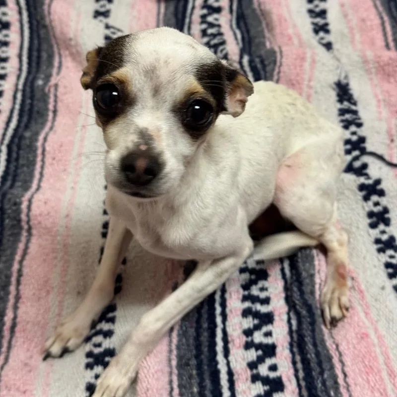 An adult small-sized female White / Cream Chihuahua dog named Piper for adoption in Santa Barbara, CA