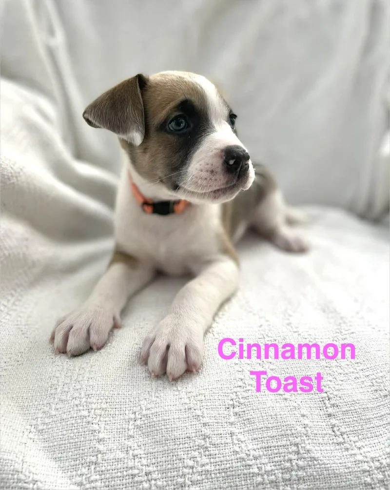Cinnamon Toast