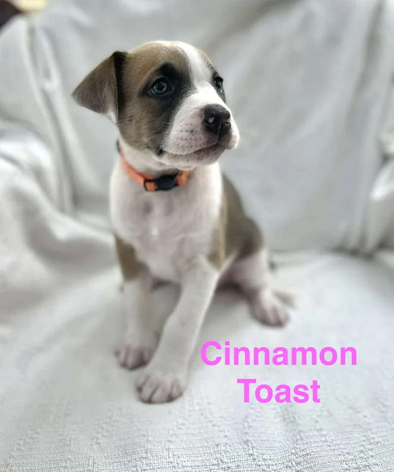 Cinnamon Toast thumbnail 2