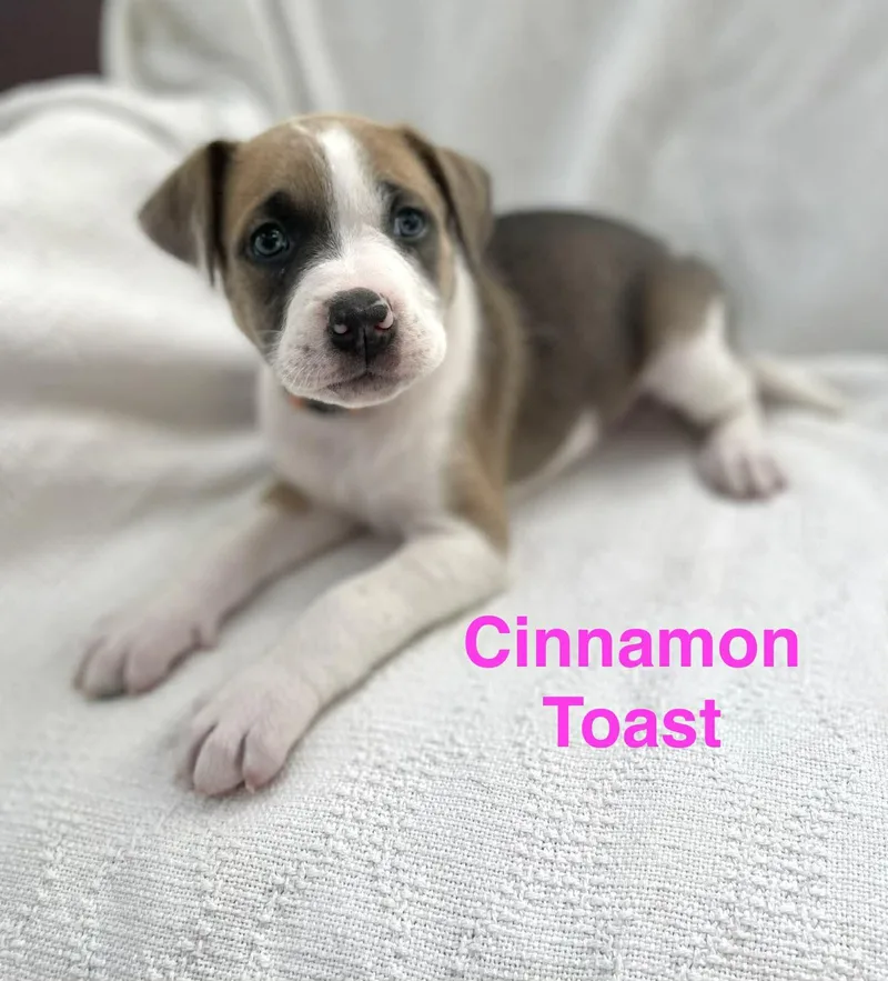 Cinnamon Toast thumbnail 3