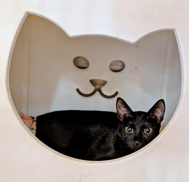 A baby small-sized female Black Domestic Short Hair cat named Trina for adoption in Tucson, AZ