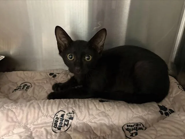 A baby small-sized male Domestic Short Hair cat named Twilight for adoption in Garland, TX