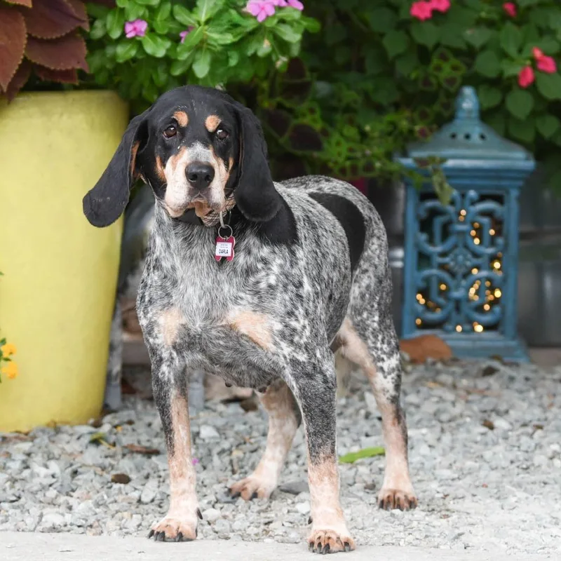 A senior large-sized female Black Bluetick Coonhound dog named Darla for adoption in Wake Forest, NC