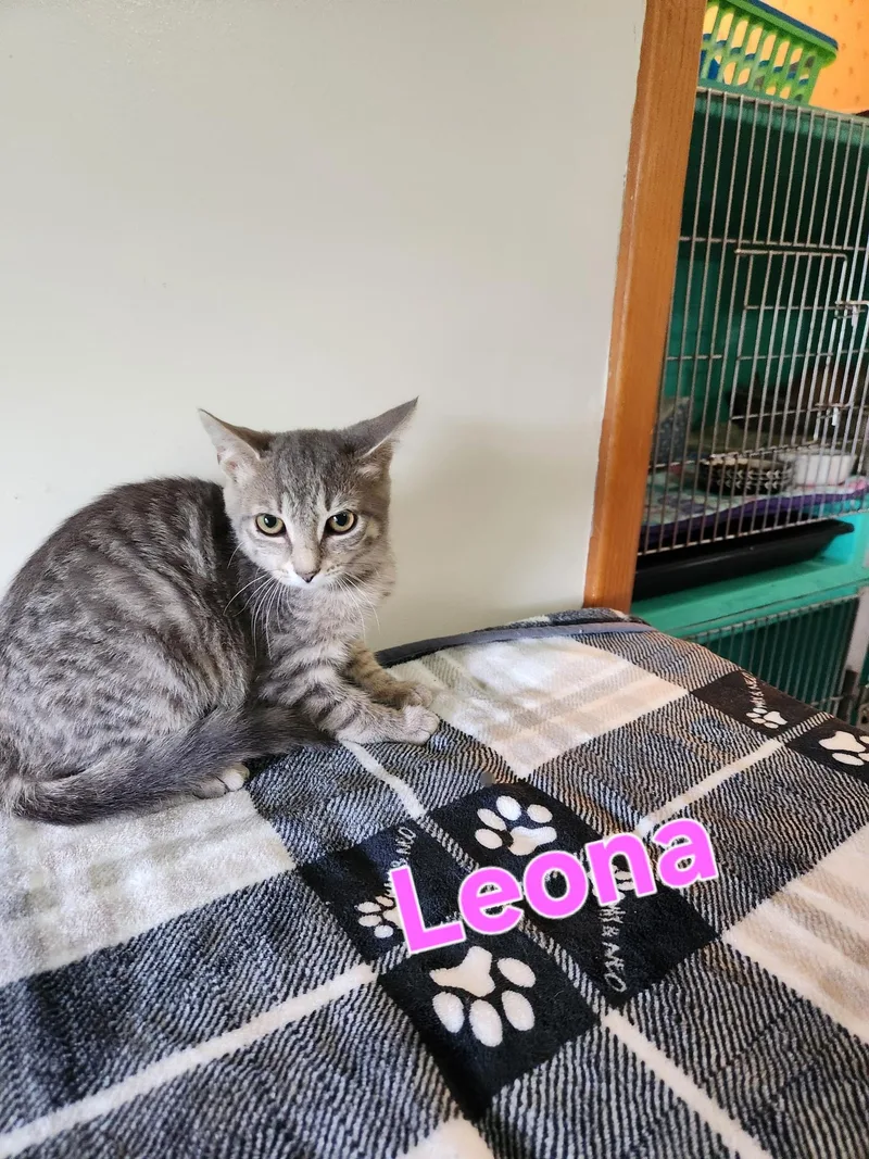 A baby small-sized female Domestic Short Hair cat named Leona for adoption in Lynchburg, TN