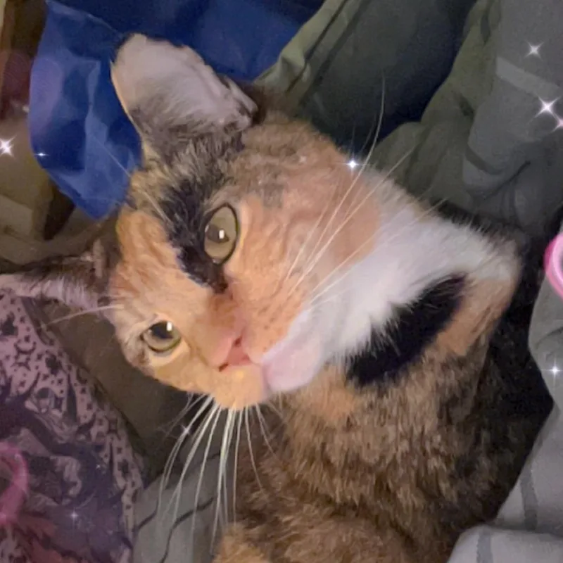 A senior small-sized female Tortoiseshell Domestic Short Hair cat named Midnight for adoption in Greensboro, NC