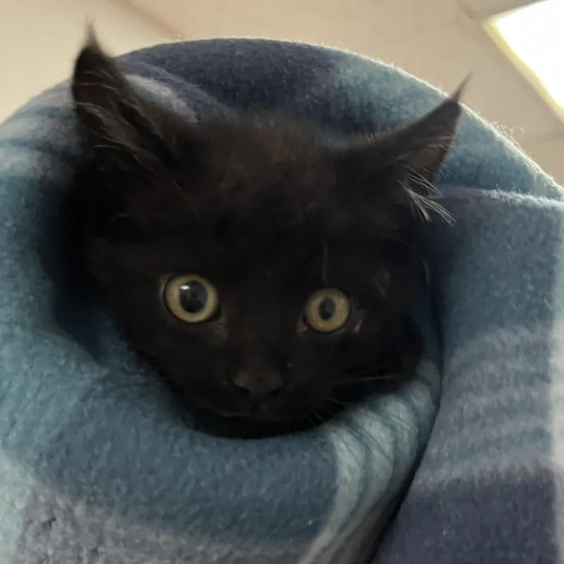 A baby small-sized male Black Domestic Short Hair cat named Hot PocketC for adoption in East Saint Louis, IL