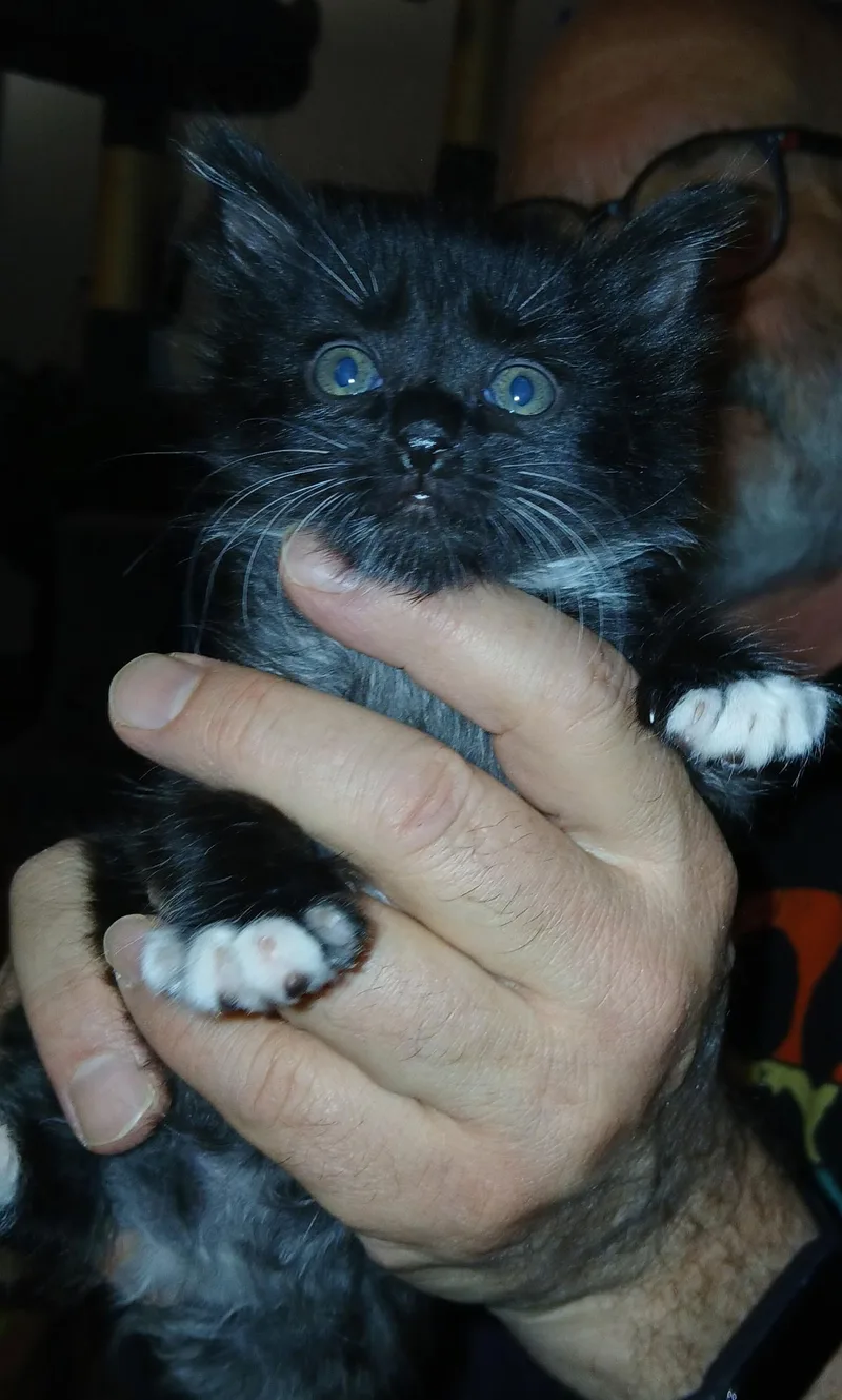 A baby small-sized female Black & White / Tuxedo Domestic Medium Hair cat named Boots for adoption in Yarnell, AZ