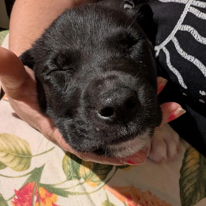 A baby small-sized male Black Pit Bull Terrier dog named Quartz for adoption in Saint John, IN