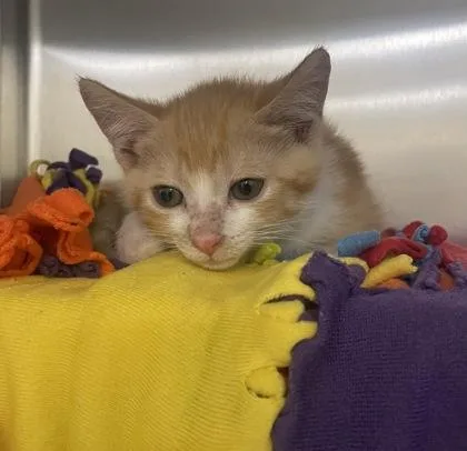 A baby small-sized male Domestic Short Hair cat named Leonardo for adoption in Westland, MI