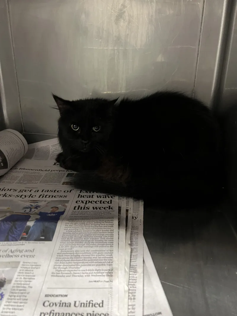 An adult medium-sized female Domestic Long Hair cat named Jinx for adoption in Chatsworth, CA