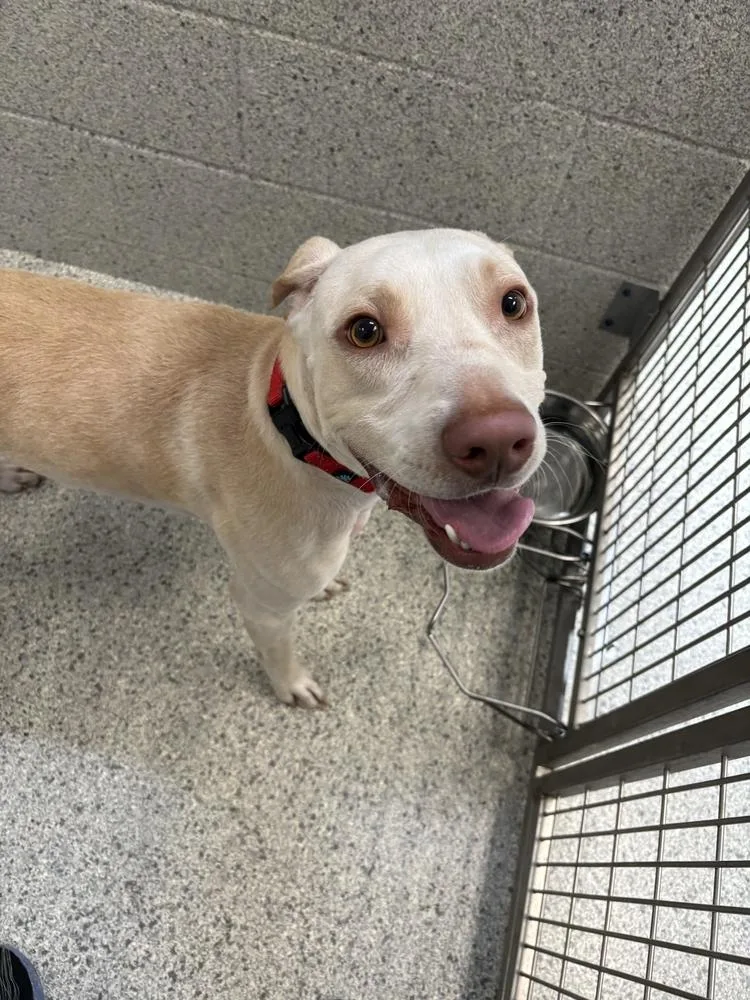 An adult medium-sized male White / Cream Mixed Breed dog named Maximilian for adoption in Bowling Green, OH
