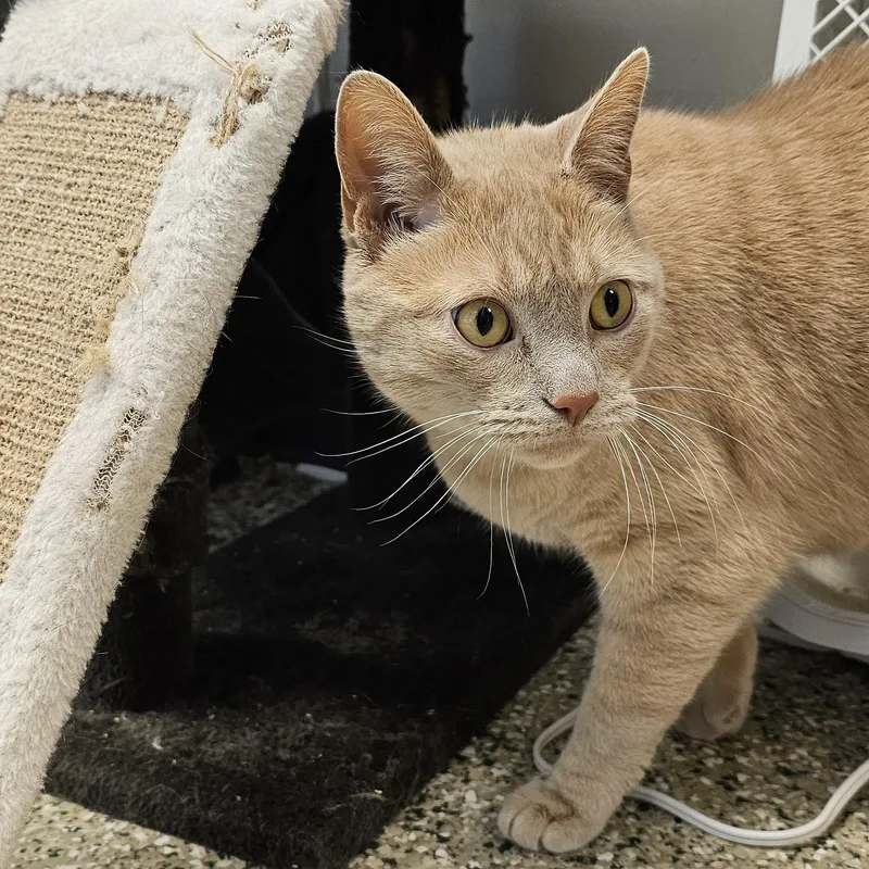 An adult medium-sized male Buff / Tan / Fawn Domestic Short Hair cat named Beau Long Timer Special for adoption in Cedar Rapids, IA