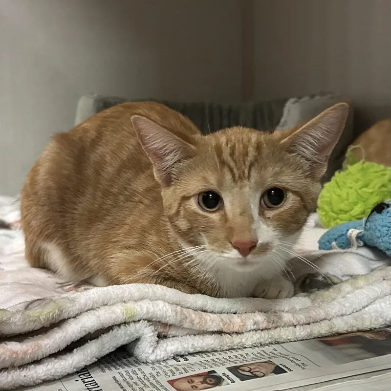 A young medium-sized female Orange & White Domestic Short Hair cat named Mary Jane for adoption in Mason City, IA